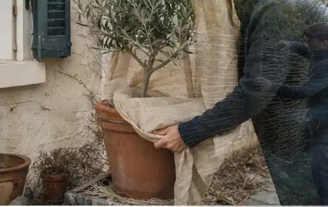 Person umhüllt eine mediterrane Kübelpflanze mit atmungsaktivem Winterschutz; Thema Lilien, Schwerpunkt Standort; Ausgangslage.