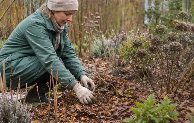 Person verteilt eine schützende Mulchschicht zwischen winterlichen Stauden; Thema Lilien, Schwerpunkt Standort; Umsetzung.