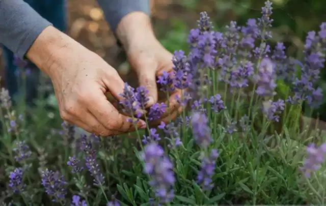 Hände pflegen blühenden Lavendel in einem natürlich angelegten Gartenbeet; Thema Lilien, Schwerpunkt Standort; Praxisalltag.
