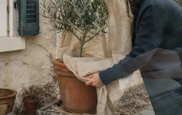 Person umhüllt eine mediterrane Kübelpflanze mit atmungsaktivem Winterschutz; Thema Lilien, Schwerpunkt Topfkultur; Ausgangslage.