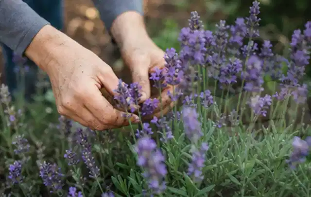 Hände pflegen blühenden Lavendel in einem natürlich angelegten Gartenbeet; Thema Lilien, Schwerpunkt Vermehrung; Umsetzung.