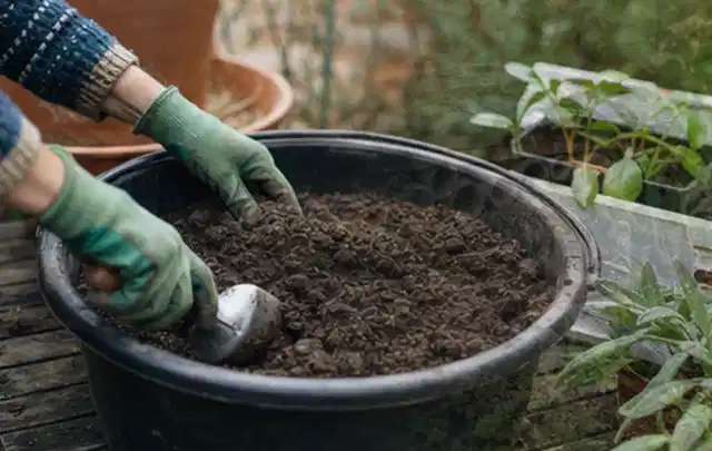 Behandschuhte Hände bereiten lockere Pflanzerde in einem großen Kübel vor; Thema Lilien, Schwerpunkt Vermehrung; Kontrolle.