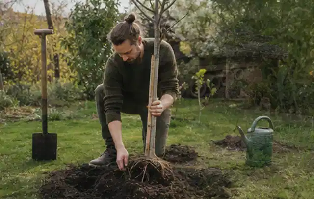 Person setzt einen jungen Zierbaum in ein vorbereitetes Pflanzloch im Garten; Thema Lilien, Schwerpunkt Wachstum; Kontrolle.