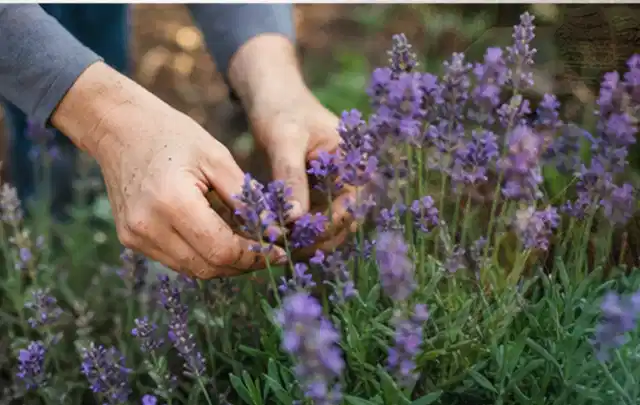 Hände pflegen blühenden Lavendel in einem natürlich angelegten Gartenbeet; Thema Lilien, Schwerpunkt Wachstum; Ergebnis.
