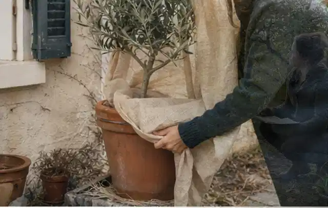 Person umhüllt eine mediterrane Kübelpflanze mit atmungsaktivem Winterschutz; Thema Lilien, Schwerpunkt Wachstum; Praxisalltag.