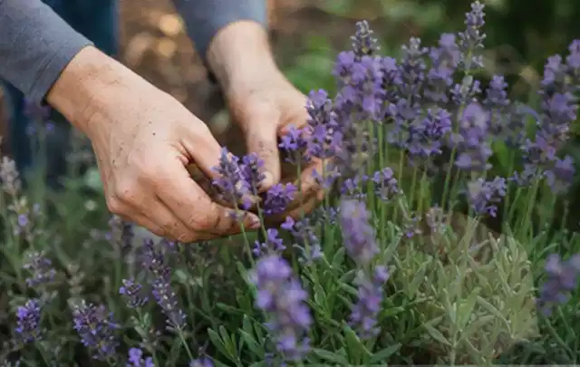 Hände pflegen blühenden Lavendel in einem natürlich angelegten Gartenbeet; Thema Lilien, Schwerpunkt Winterpflege; Ergebnis.