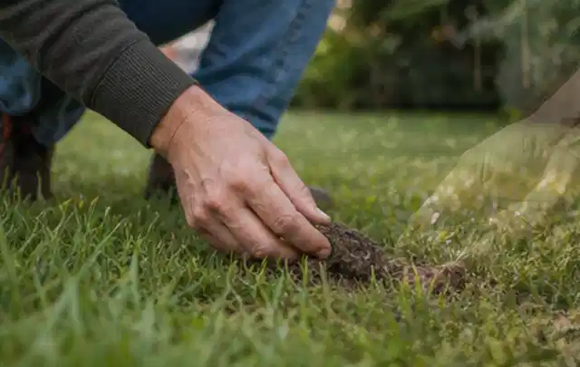 Hand hebt eine kleine Bodenprobe aus einer grünen Rasenfläche; Thema Mähroboter für große Gärten, Schwerpunkt Kosten; Ergebnis.
