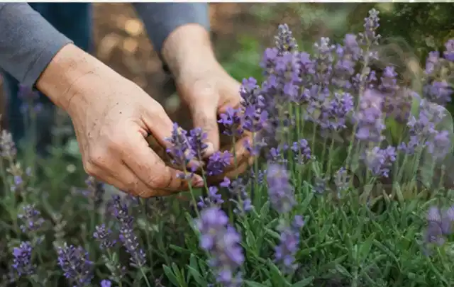 Hände pflegen blühenden Lavendel in einem natürlich angelegten Gartenbeet; Thema Magnolien, Schwerpunkt Bewässerung; Ausgangslage.