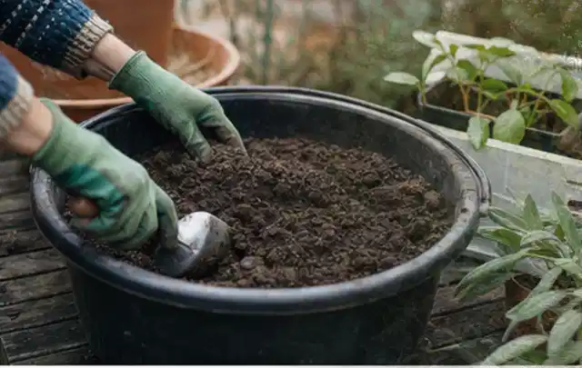 Behandschuhte Hände bereiten lockere Pflanzerde in einem großen Kübel vor; Thema Magnolien, Schwerpunkt Bewässerung; Kontrolle.