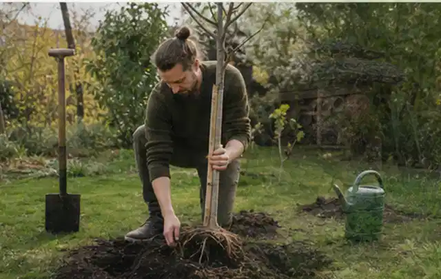 Person setzt einen jungen Zierbaum in ein vorbereitetes Pflanzloch im Garten; Thema Magnolien, Schwerpunkt Bewässerung; Praxisalltag.