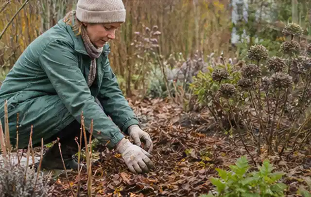 Person verteilt eine schützende Mulchschicht zwischen winterlichen Stauden; Thema Magnolien, Schwerpunkt Blumen; Umsetzung.