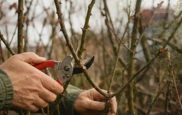 Hände schneiden einen älteren Rosenstrauch mit einer sauberen Gartenschere; Thema Magnolien, Schwerpunkt Boden; Ausgangslage.