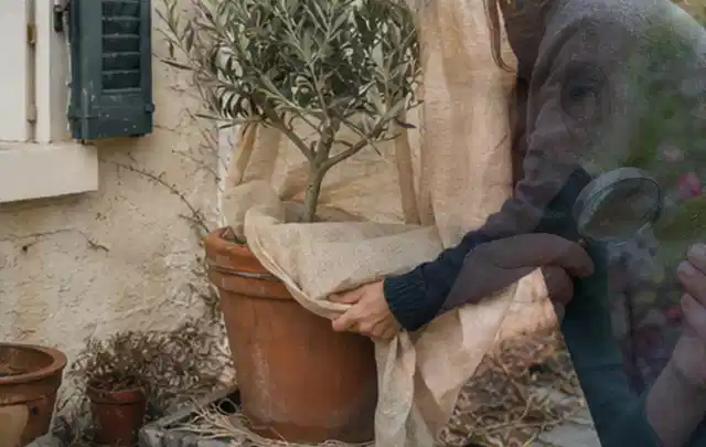 Person umhüllt eine mediterrane Kübelpflanze mit atmungsaktivem Winterschutz; Thema Magnolien, Schwerpunkt Boden; Kontrolle.