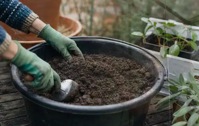Behandschuhte Hände bereiten lockere Pflanzerde in einem großen Kübel vor; Thema Magnolien, Schwerpunkt Boden; Praxisalltag.