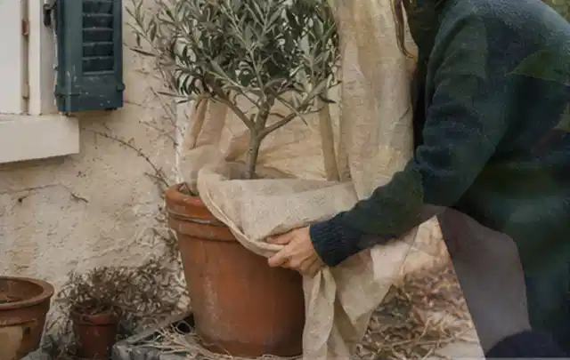 Person umhüllt eine mediterrane Kübelpflanze mit atmungsaktivem Winterschutz; Thema Magnolien, Schwerpunkt Düngung; Umsetzung.