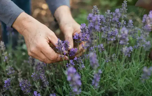 Hände pflegen blühenden Lavendel in einem natürlich angelegten Gartenbeet; Thema Magnolien, Schwerpunkt Einsteigerwissen; Umsetzung.