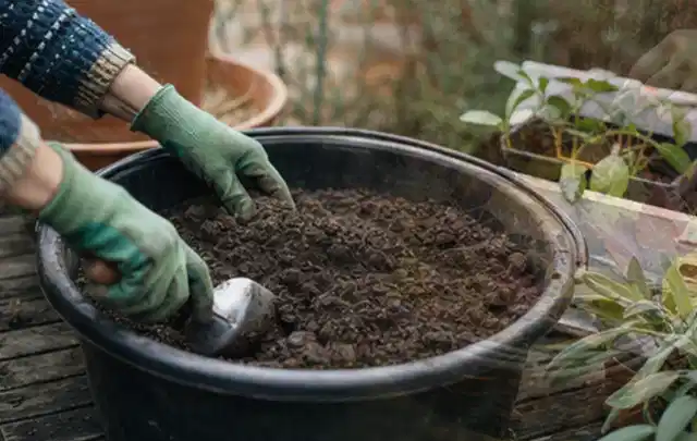 Behandschuhte Hände bereiten lockere Pflanzerde in einem großen Kübel vor; Thema Magnolien, Schwerpunkt Fehlerhilfe; Umsetzung.