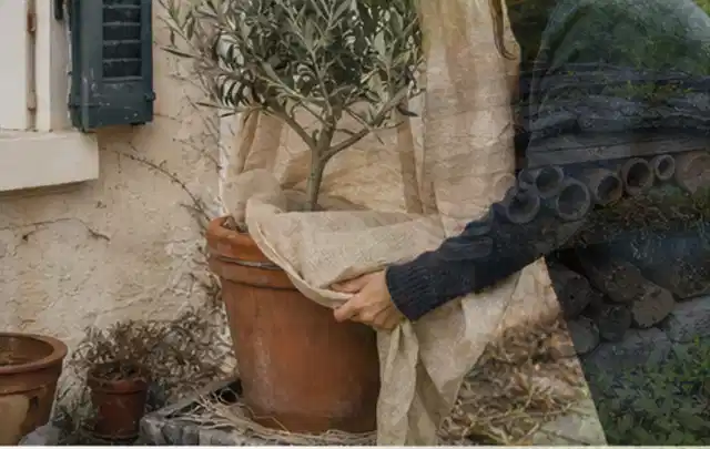Person umhüllt eine mediterrane Kübelpflanze mit atmungsaktivem Winterschutz; Thema Magnolien, Schwerpunkt Gartenpraxis; Ergebnis.