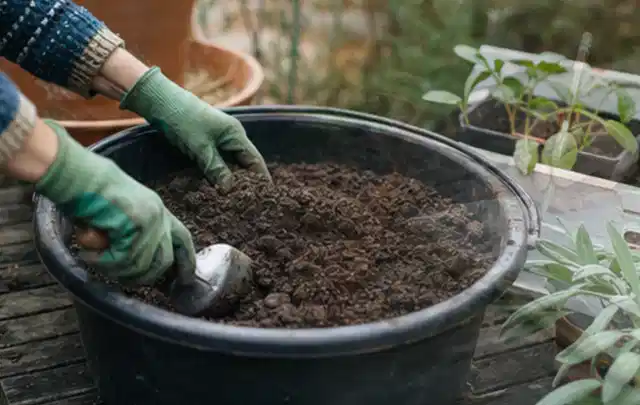Behandschuhte Hände bereiten lockere Pflanzerde in einem großen Kübel vor; Thema Magnolien, Schwerpunkt Gartenpraxis; Praxisalltag.