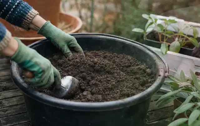 Behandschuhte Hände bereiten lockere Pflanzerde in einem großen Kübel vor; Thema Magnolien, Schwerpunkt Jahrespflege; Ausgangslage.