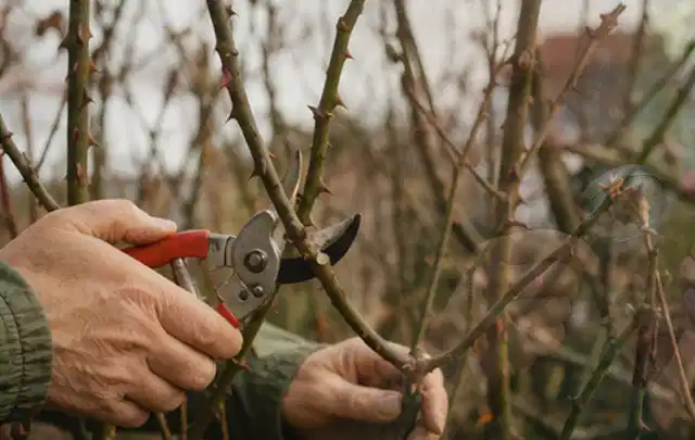 Hände schneiden einen älteren Rosenstrauch mit einer sauberen Gartenschere; Thema Magnolien, Schwerpunkt Jahrespflege; Kontrolle.