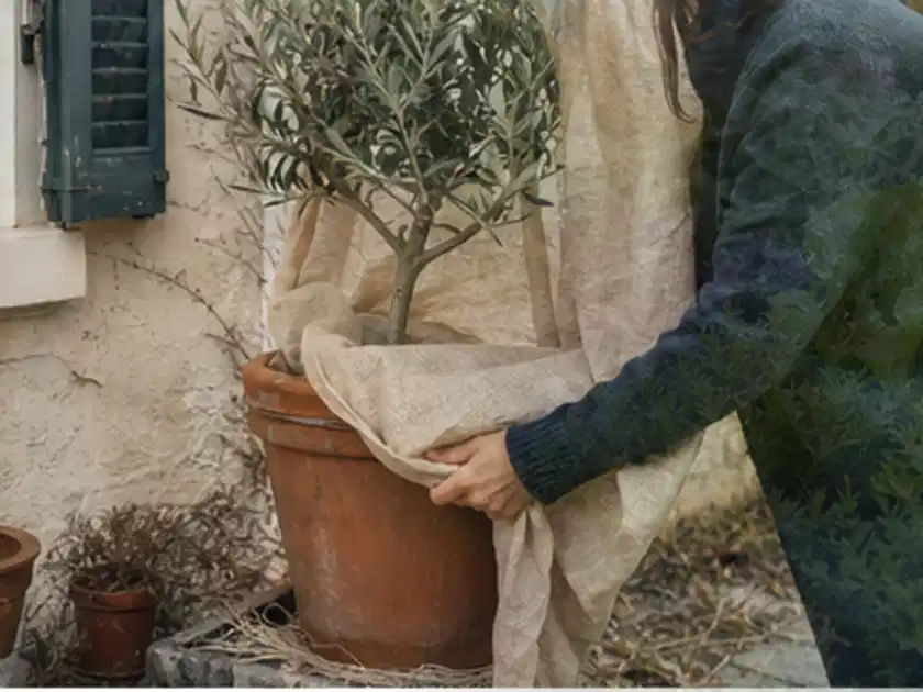 Person umhüllt eine mediterrane Kübelpflanze mit atmungsaktivem Winterschutz; Thema Magnolien, Schwerpunkt Kaufberatung; Titelbild.