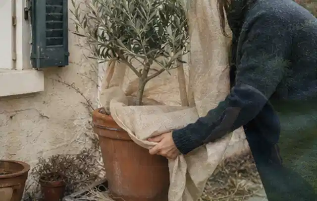 Person umhüllt eine mediterrane Kübelpflanze mit atmungsaktivem Winterschutz; Thema Magnolien, Schwerpunkt Pflanzengesundheit; Kontrolle.