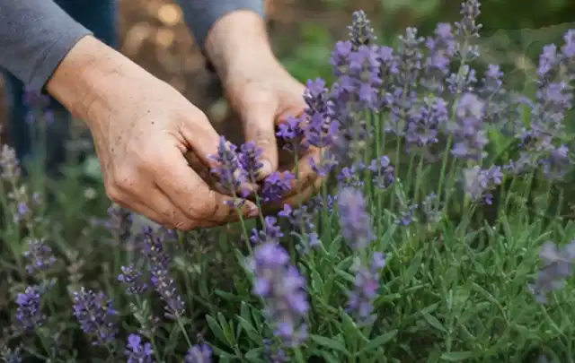 Hände pflegen blühenden Lavendel in einem natürlich angelegten Gartenbeet; Thema Magnolien, Schwerpunkt Pflanzengesundheit; Ergebnis.