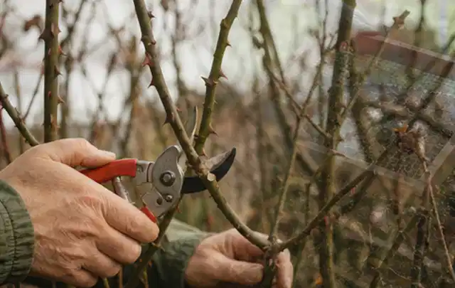 Hände schneiden einen älteren Rosenstrauch mit einer sauberen Gartenschere; Thema Magnolien, Schwerpunkt Pflanzengesundheit; Praxisalltag.