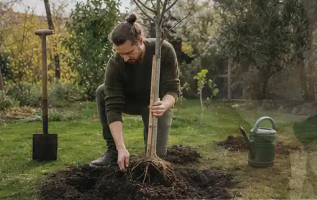 Person setzt einen jungen Zierbaum in ein vorbereitetes Pflanzloch im Garten; Thema Magnolien, Schwerpunkt Pflanzenschutz; Ausgangslage.