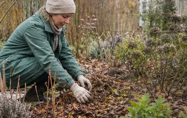 Person verteilt eine schützende Mulchschicht zwischen winterlichen Stauden; Thema Magnolien, Schwerpunkt Pflanzpartner; Umsetzung.