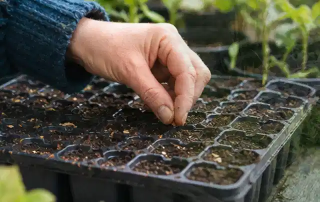 Hand legt einzelne Samen in vorbereitete Anzuchtschalen mit lockerer Erde; Thema Magnolien, Schwerpunkt Pflanzpartner; Praxisalltag.