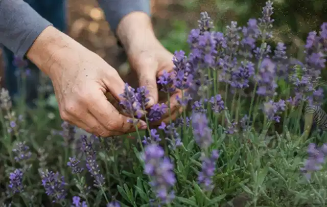 Hände pflegen blühenden Lavendel in einem natürlich angelegten Gartenbeet; Thema Magnolien, Schwerpunkt Rückschnitt; Ergebnis.