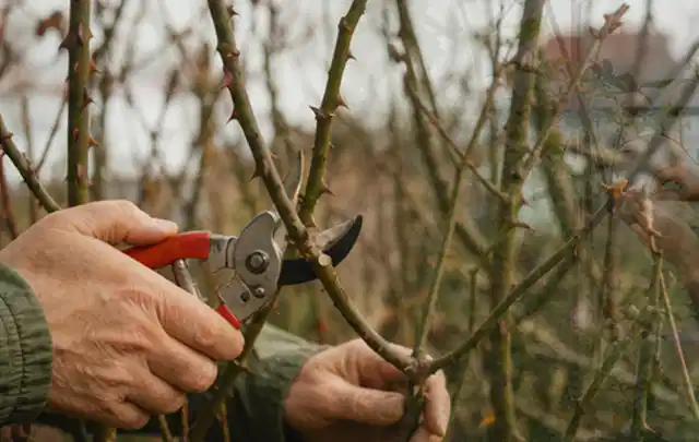 Hände schneiden einen älteren Rosenstrauch mit einer sauberen Gartenschere; Thema Magnolien, Schwerpunkt Sortenwahl; Ausgangslage.