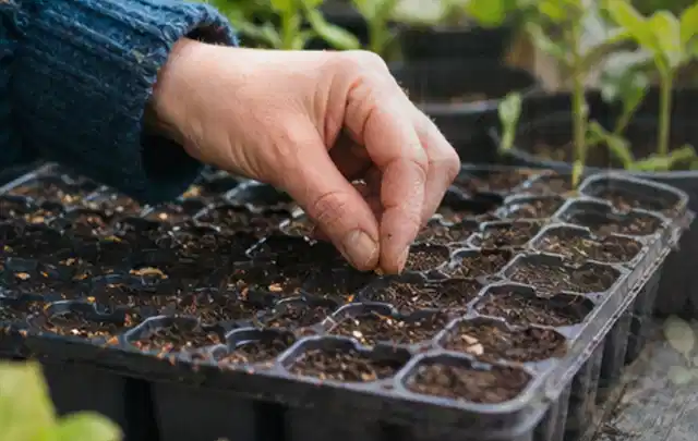 Hand legt einzelne Samen in vorbereitete Anzuchtschalen mit lockerer Erde; Thema Magnolien, Schwerpunkt Sortenwahl; Praxisalltag.