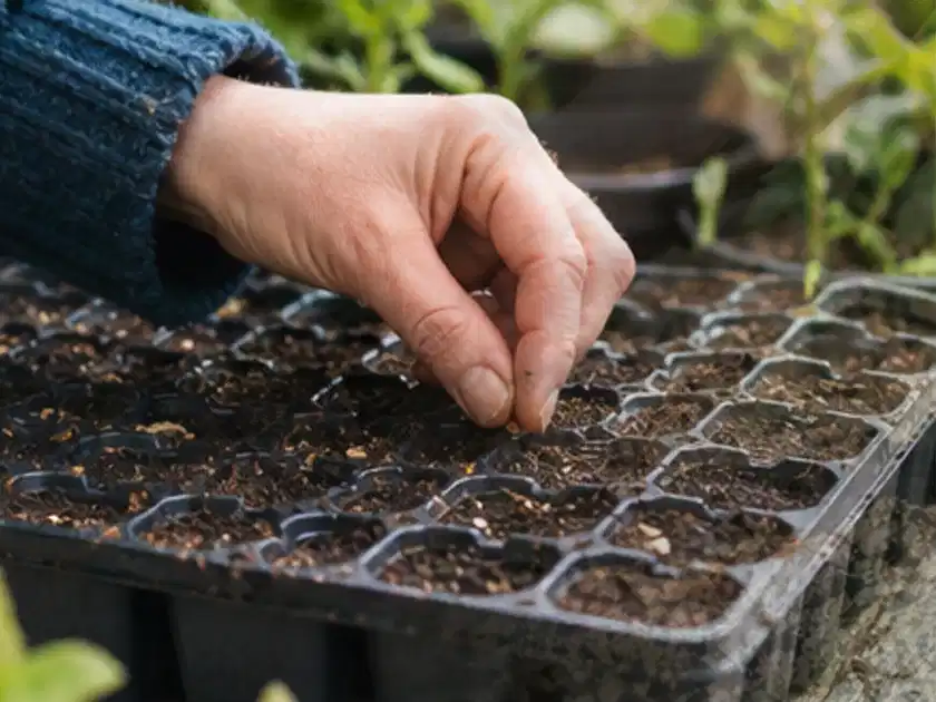 Hand legt einzelne Samen in vorbereitete Anzuchtschalen mit lockerer Erde; Thema Magnolien, Schwerpunkt Standort; Titelbild.