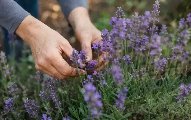 Hände pflegen blühenden Lavendel in einem natürlich angelegten Gartenbeet; Thema Magnolien, Schwerpunkt Standort; Ausgangslage.