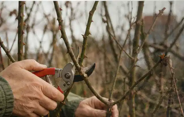 Hände schneiden einen älteren Rosenstrauch mit einer sauberen Gartenschere; Thema Magnolien, Schwerpunkt Standort; Kontrolle.