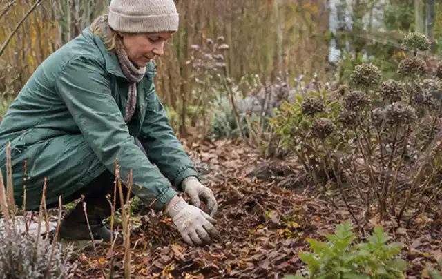 Person verteilt eine schützende Mulchschicht zwischen winterlichen Stauden; Thema Magnolien, Schwerpunkt Topfkultur; Ausgangslage.
