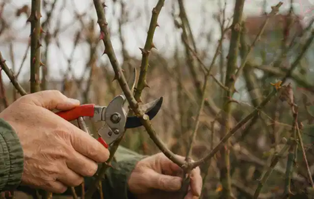 Hände schneiden einen älteren Rosenstrauch mit einer sauberen Gartenschere; Thema Magnolien, Schwerpunkt Topfkultur; Praxisalltag.