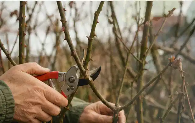 Hände schneiden einen älteren Rosenstrauch mit einer sauberen Gartenschere; Thema Magnolien, Schwerpunkt Vermehrung; Umsetzung.