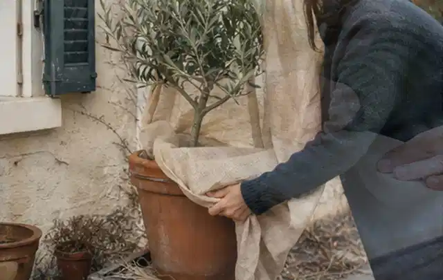 Person umhüllt eine mediterrane Kübelpflanze mit atmungsaktivem Winterschutz; Thema Magnolien, Schwerpunkt Wachstum; Kontrolle.