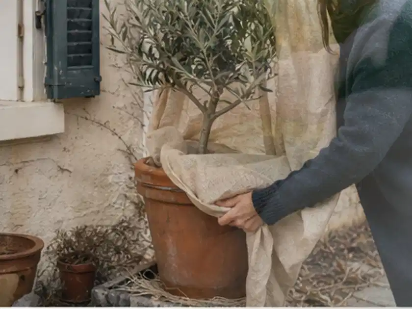 Person umhüllt eine mediterrane Kübelpflanze mit atmungsaktivem Winterschutz; Thema Magnolien, Schwerpunkt Winterpflege; Titelbild.