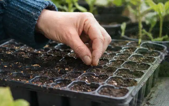 Hand legt einzelne Samen in vorbereitete Anzuchtschalen mit lockerer Erde; Thema Magnolien, Schwerpunkt Winterpflege; Umsetzung.