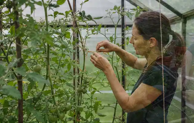 Person bindet junge Tomatentriebe in einem privaten Gewächshaus vorsichtig an; Thema Mangold, Schwerpunkt Anbau; Kontrolle.