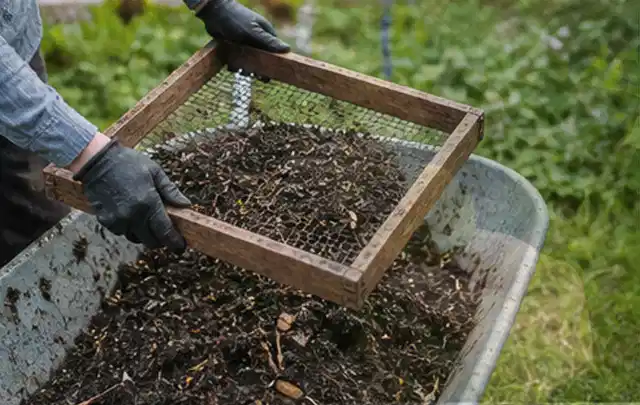 Behandschuhte Hände sieben reifen Kompost über einer Gartenschubkarre; Thema Mangold, Schwerpunkt Aussaat; Ausgangslage.