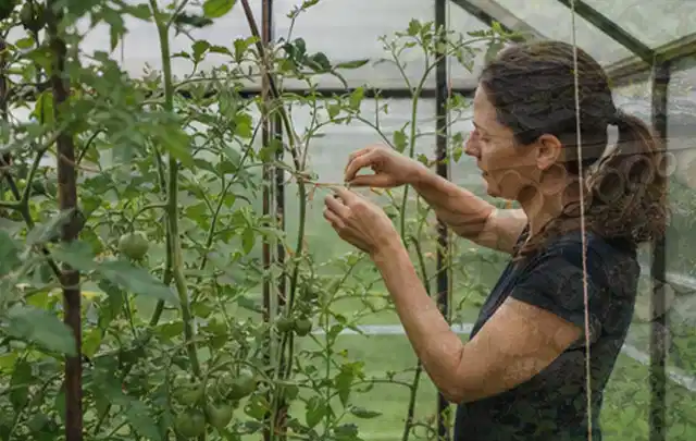 Person bindet junge Tomatentriebe in einem privaten Gewächshaus vorsichtig an; Thema Mangold, Schwerpunkt Aussaat; Kontrolle.