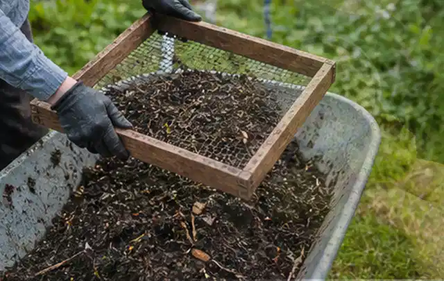 Behandschuhte Hände sieben reifen Kompost über einer Gartenschubkarre; Thema Mangold, Schwerpunkt Balkongarten; Umsetzung.