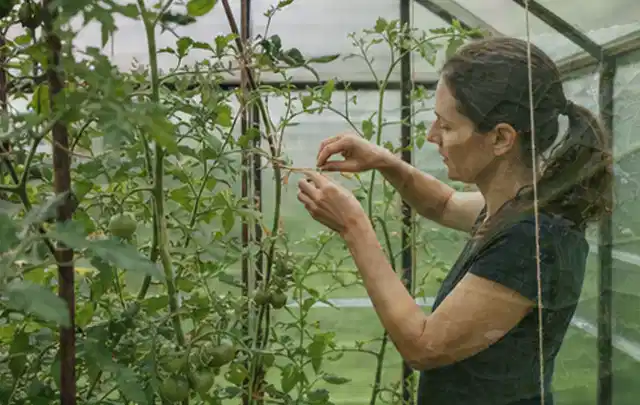 Person bindet junge Tomatentriebe in einem privaten Gewächshaus vorsichtig an; Thema Mangold, Schwerpunkt Bewässerung; Kontrolle.