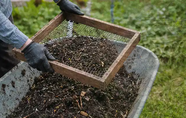 Behandschuhte Hände sieben reifen Kompost über einer Gartenschubkarre; Thema Mangold, Schwerpunkt Bewässerung; Ergebnis.